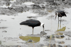 Wollhalsstorch (4 von 4).jpg